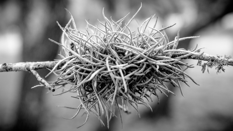 twig2