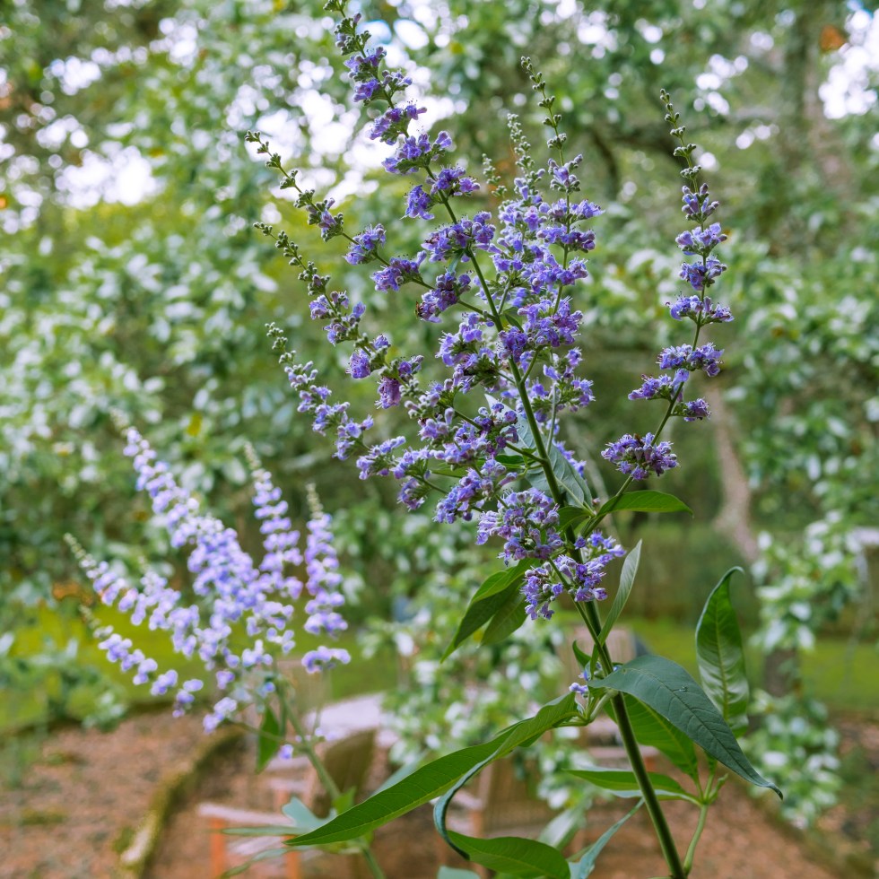 Texas Lilac