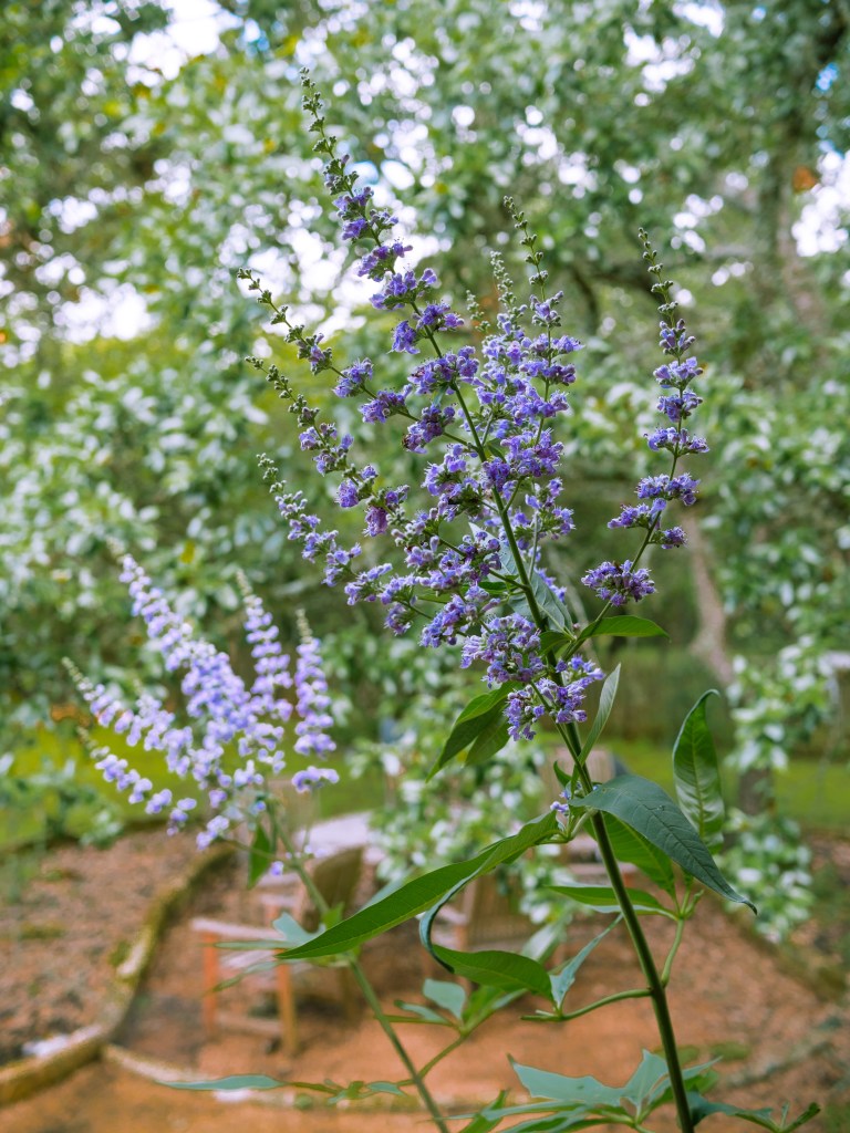 Texas Lilac