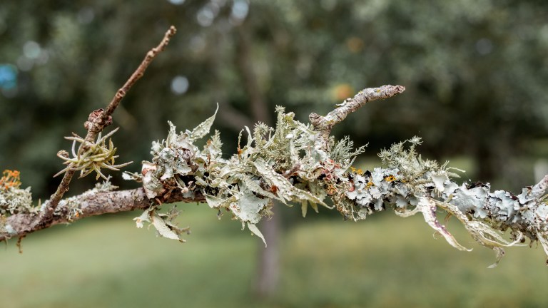 twig-3