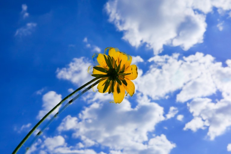 yellow-flower-1