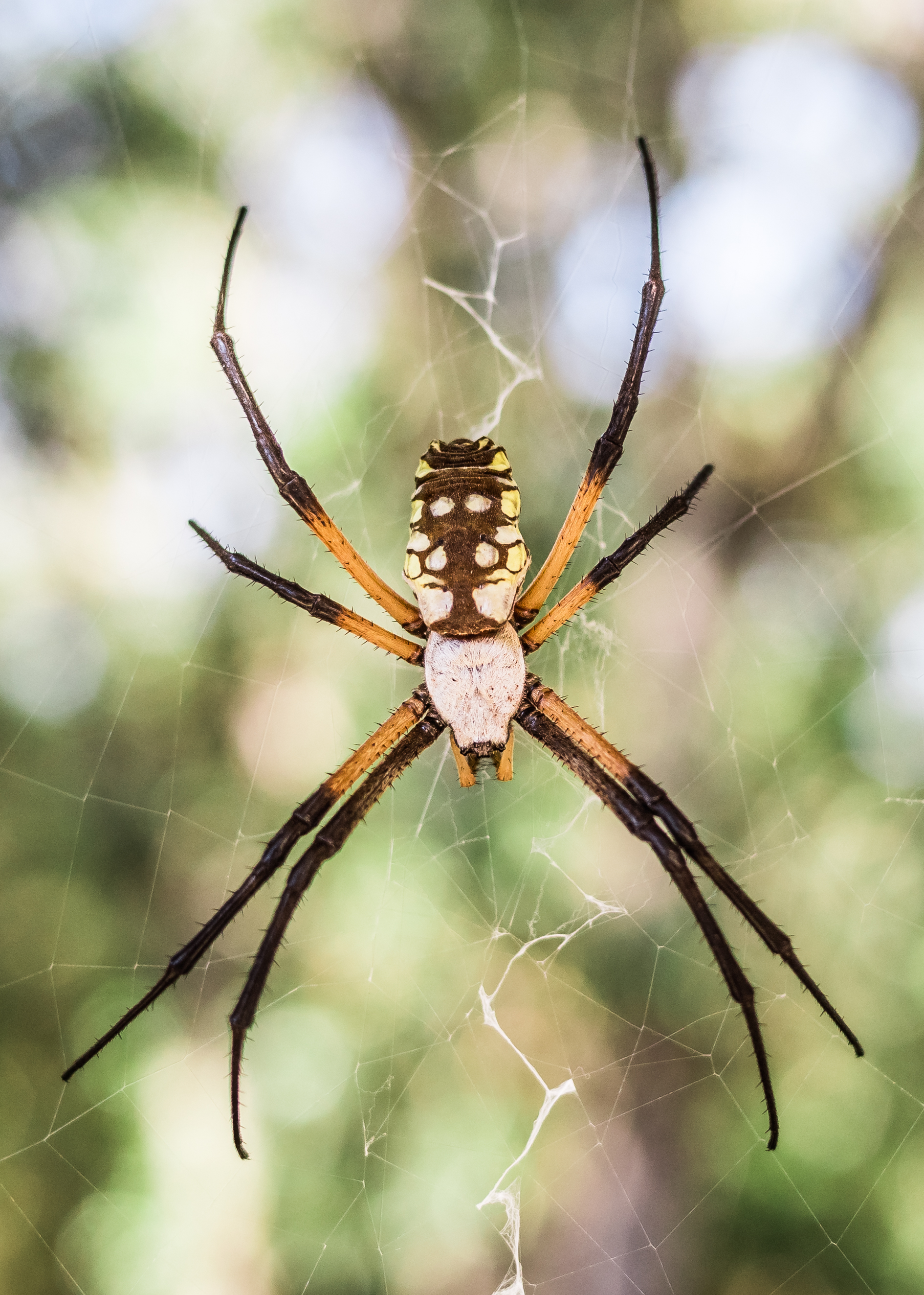 barnspider