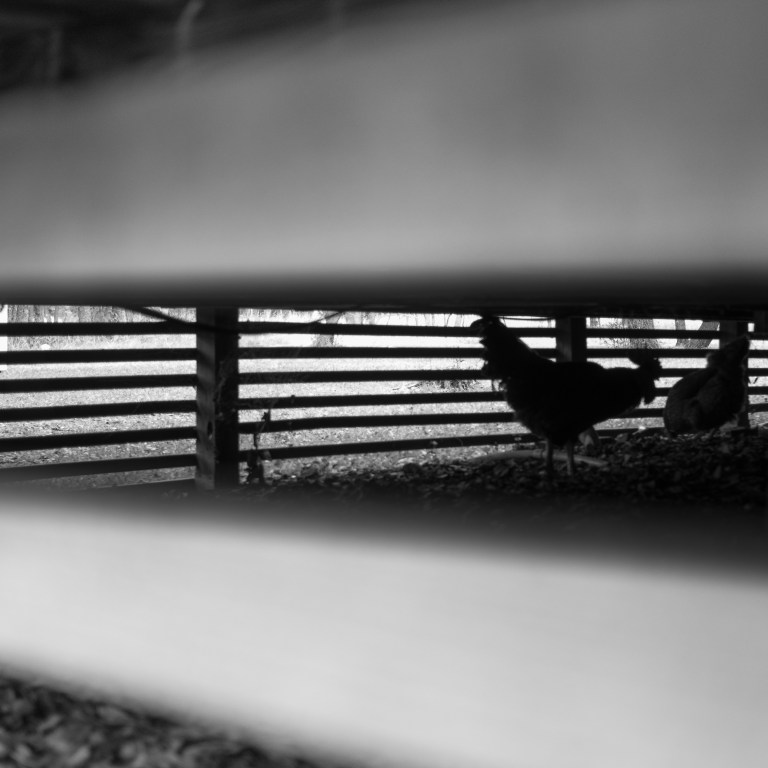fowl